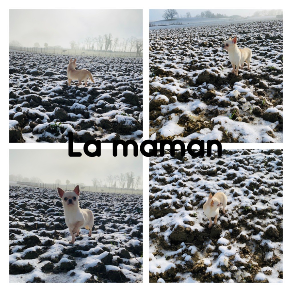 Tactil Du Domaine De La Picoterie