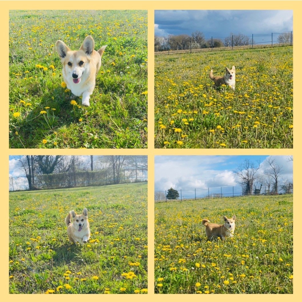 Unique Au Royaume De Delio