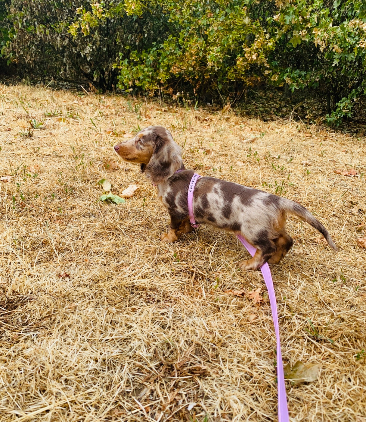 Beaute De La Petite Equinoxe