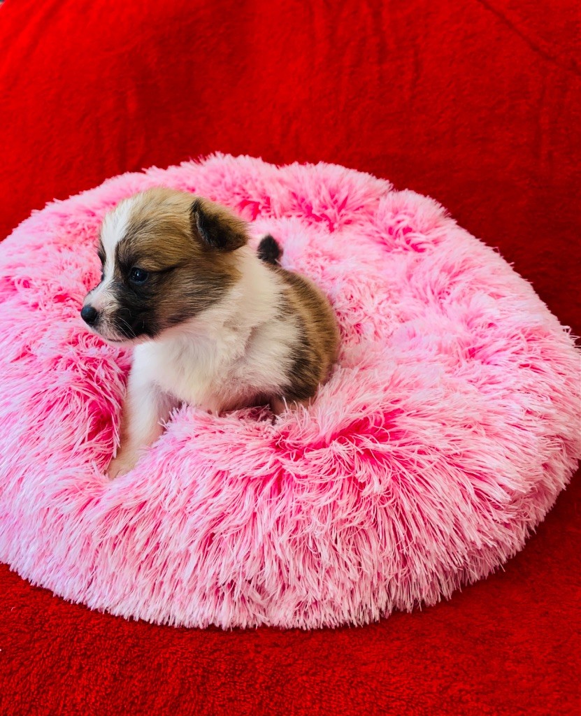Du Royaume Des Acacias - Chiots disponibles - Welsh Corgi Pembroke