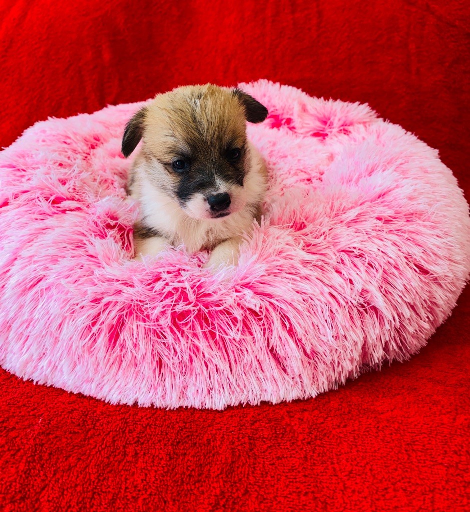 Du Royaume Des Acacias - Chiots disponibles - Welsh Corgi Pembroke