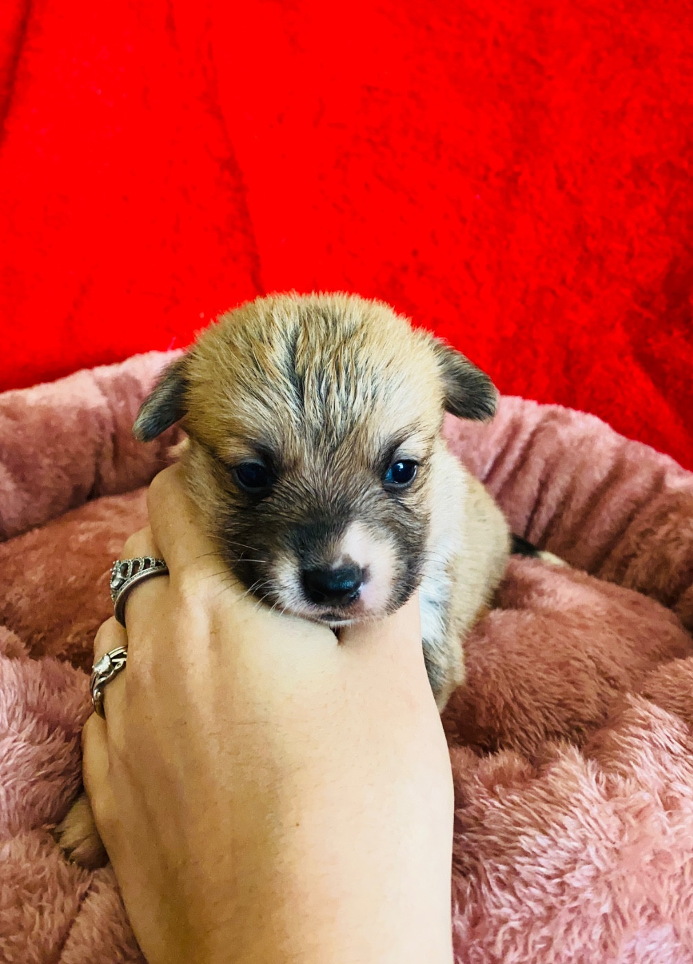 Du Royaume Des Acacias - Chiots disponibles - Welsh Corgi Pembroke