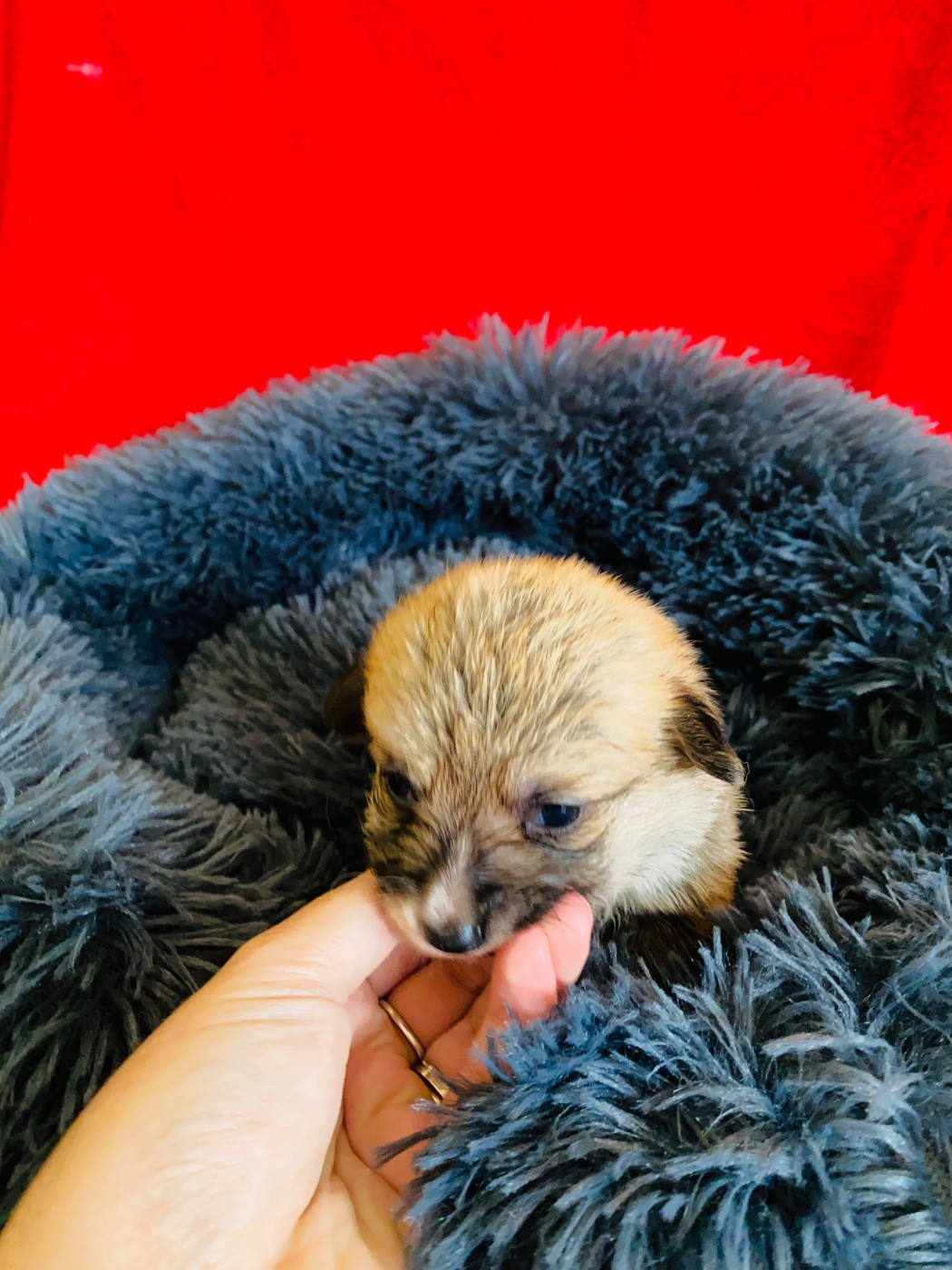 Du Royaume Des Acacias - Chiots disponibles - Welsh Corgi Pembroke