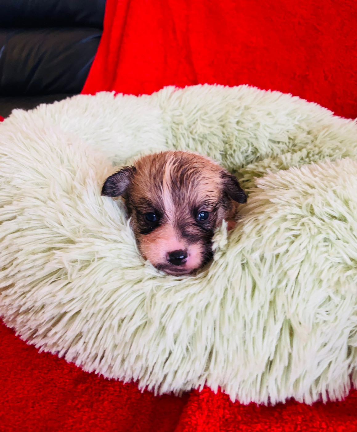 Du Royaume Des Acacias - Chiots disponibles - Welsh Corgi Pembroke