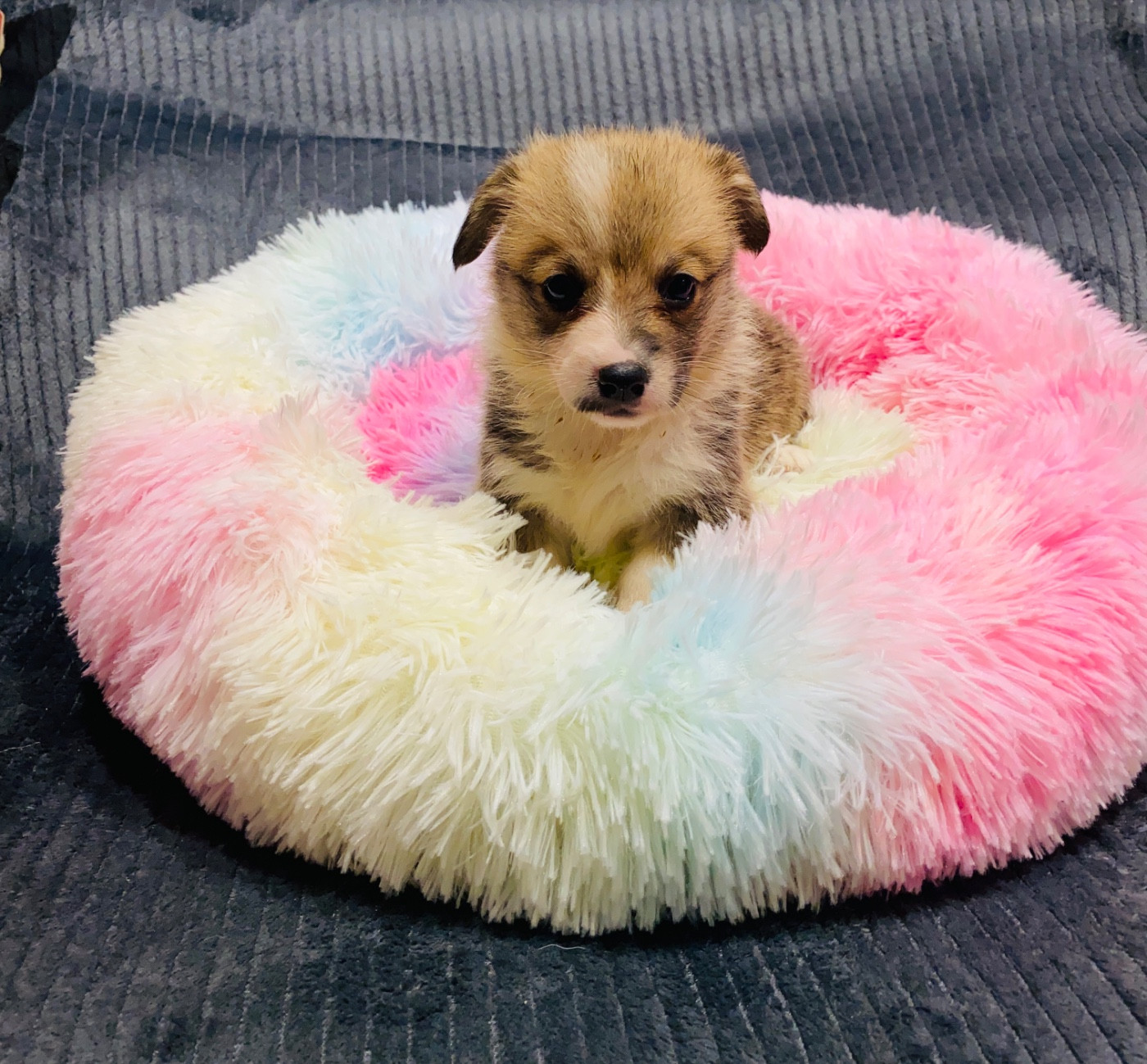 Du Royaume Des Acacias - Chiots disponibles - Welsh Corgi Pembroke