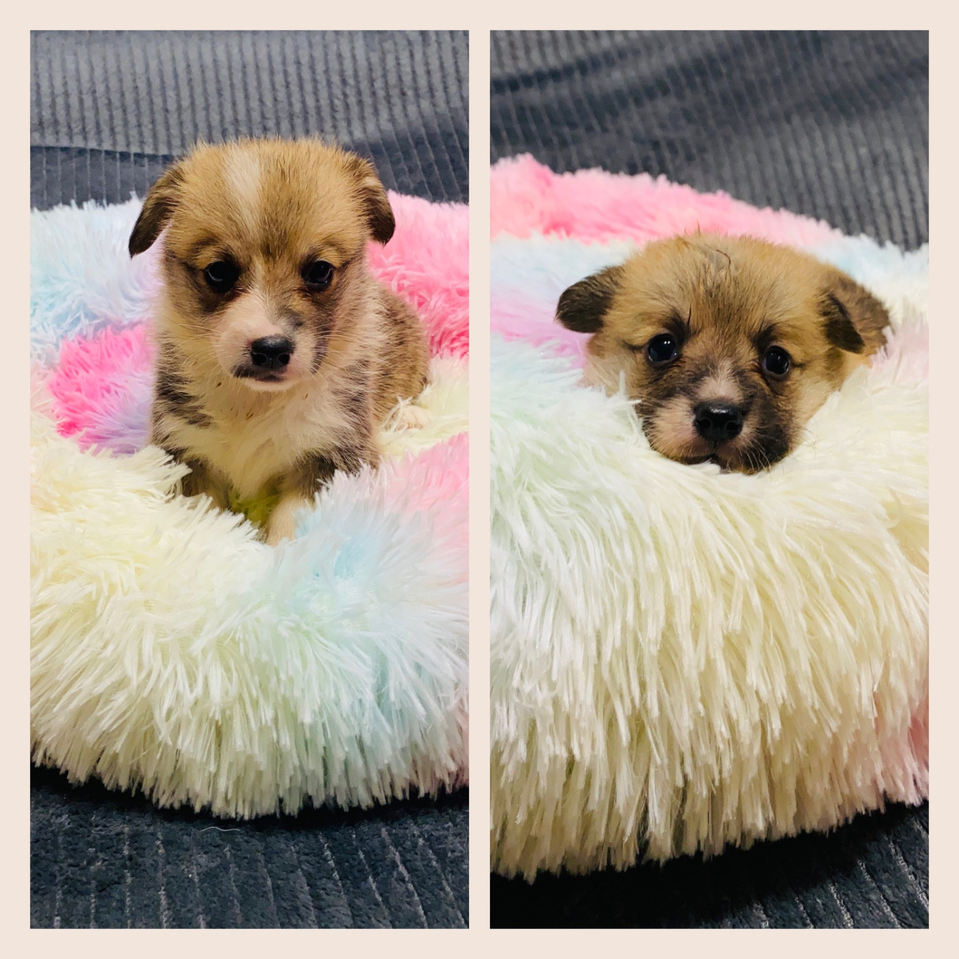 Chiot Welsh Corgi Pembroke Du Royaume Des Acacias