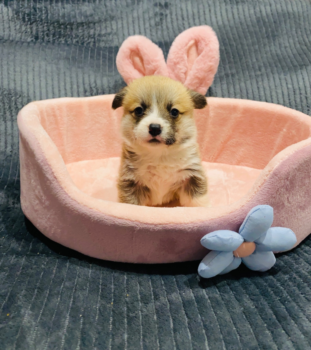 Du Royaume Des Acacias - Chiots disponibles - Welsh Corgi Pembroke