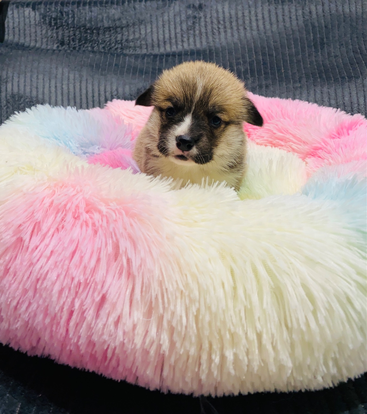 Du Royaume Des Acacias - Chiots disponibles - Welsh Corgi Pembroke