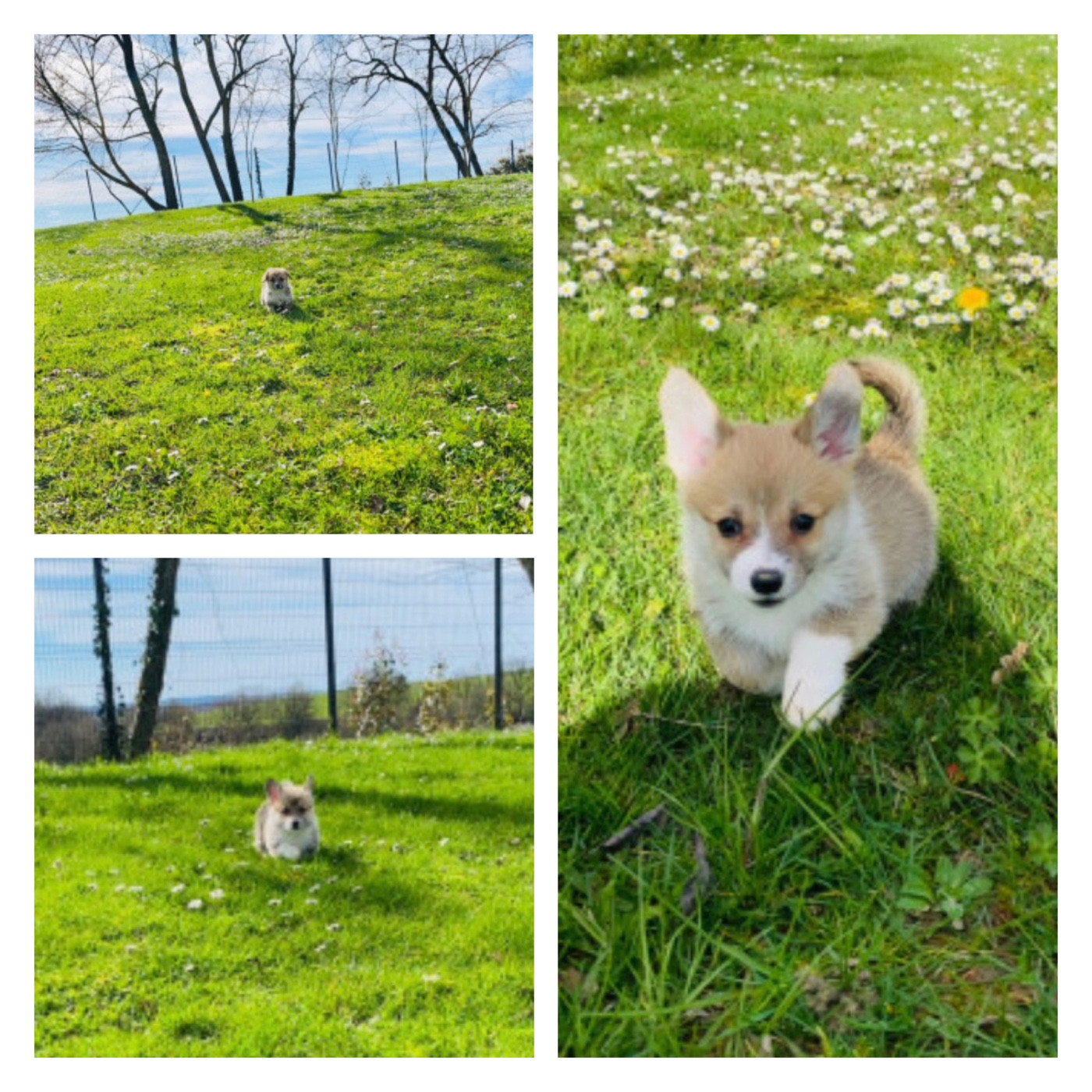 Chiot Welsh Corgi Pembroke Du Royaume Des Acacias