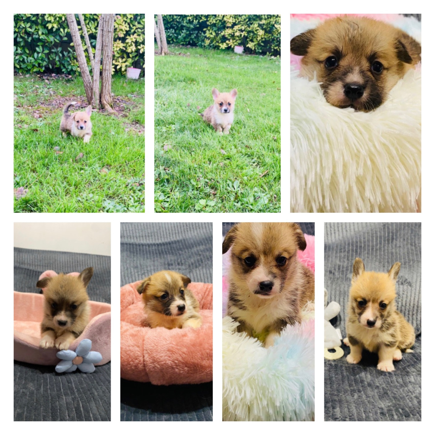 Du Royaume Des Acacias - Welsh Corgi Pembroke - Portée née le 10/11/2025