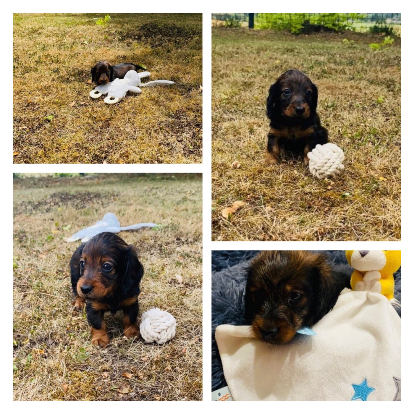 Du Royaume Des Acacias - Teckel poil long - Portée née le 11/06/2025