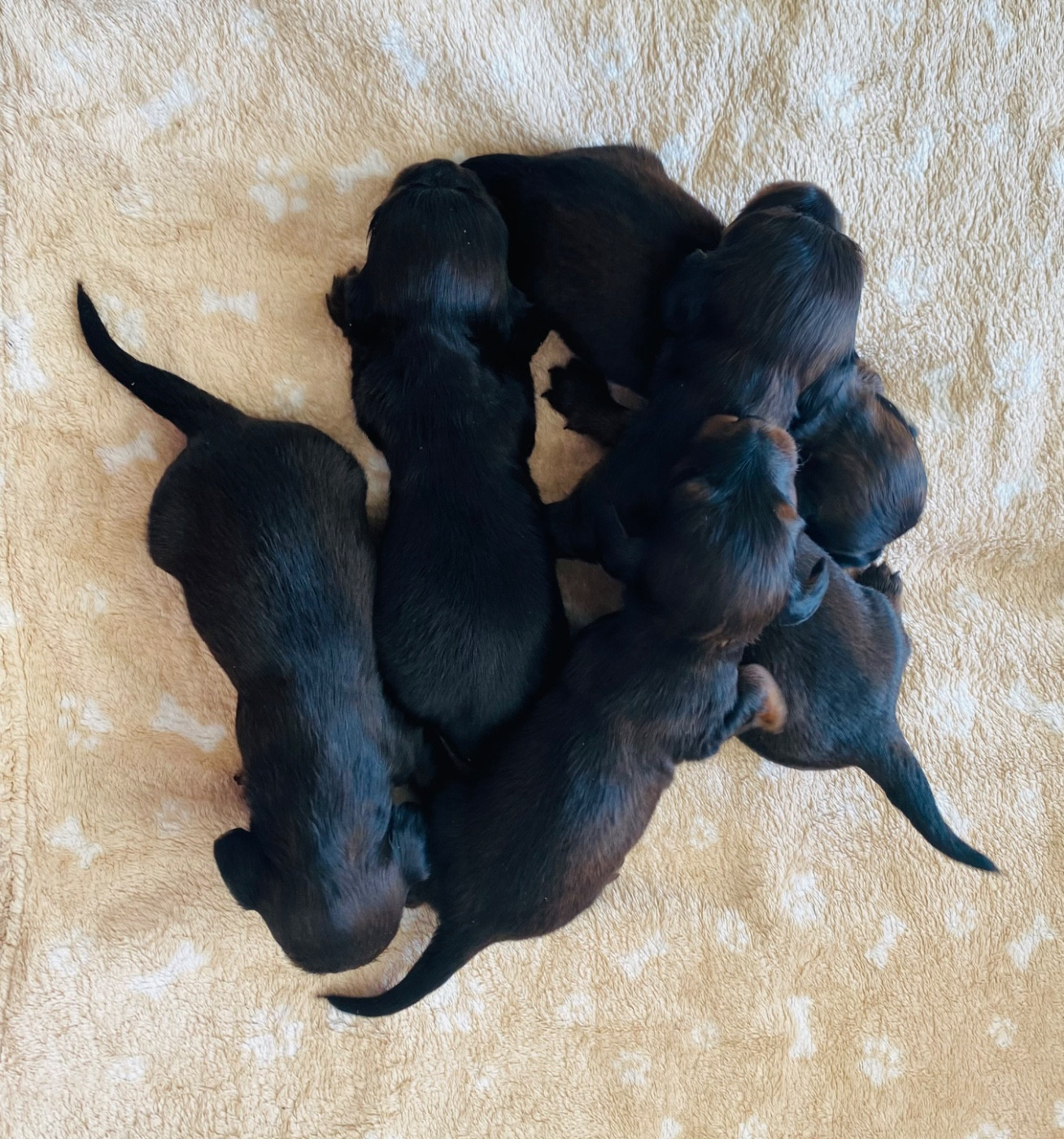 Du Royaume Des Acacias - Chiots disponibles - Teckel poil long
