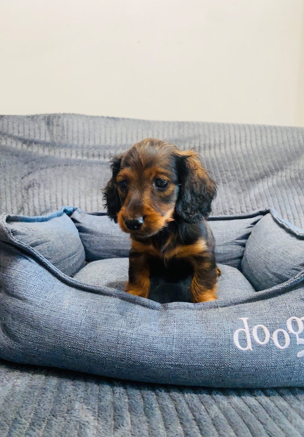Du Royaume Des Acacias - Chiots disponibles - Teckel poil long