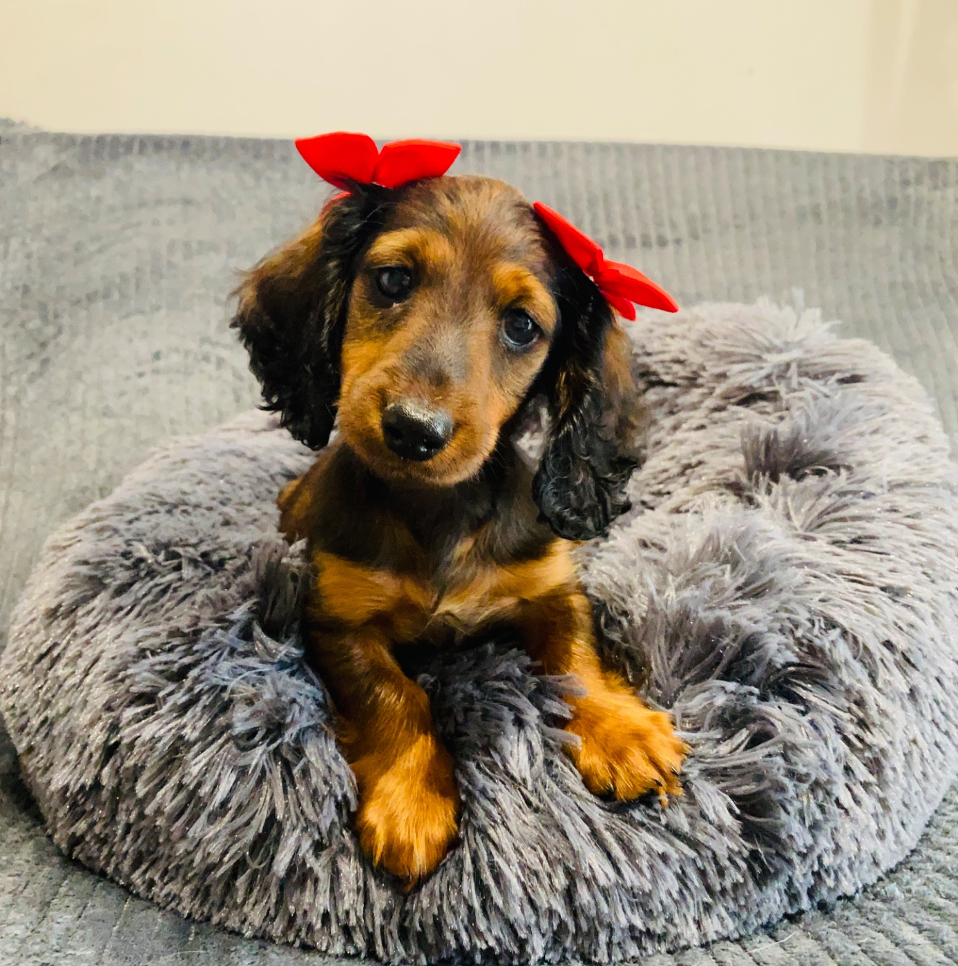 Du Royaume Des Acacias - Chiots disponibles - Teckel poil long