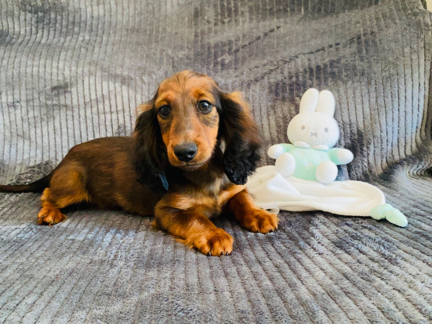 Du Royaume Des Acacias - Chiots disponibles - Teckel poil long