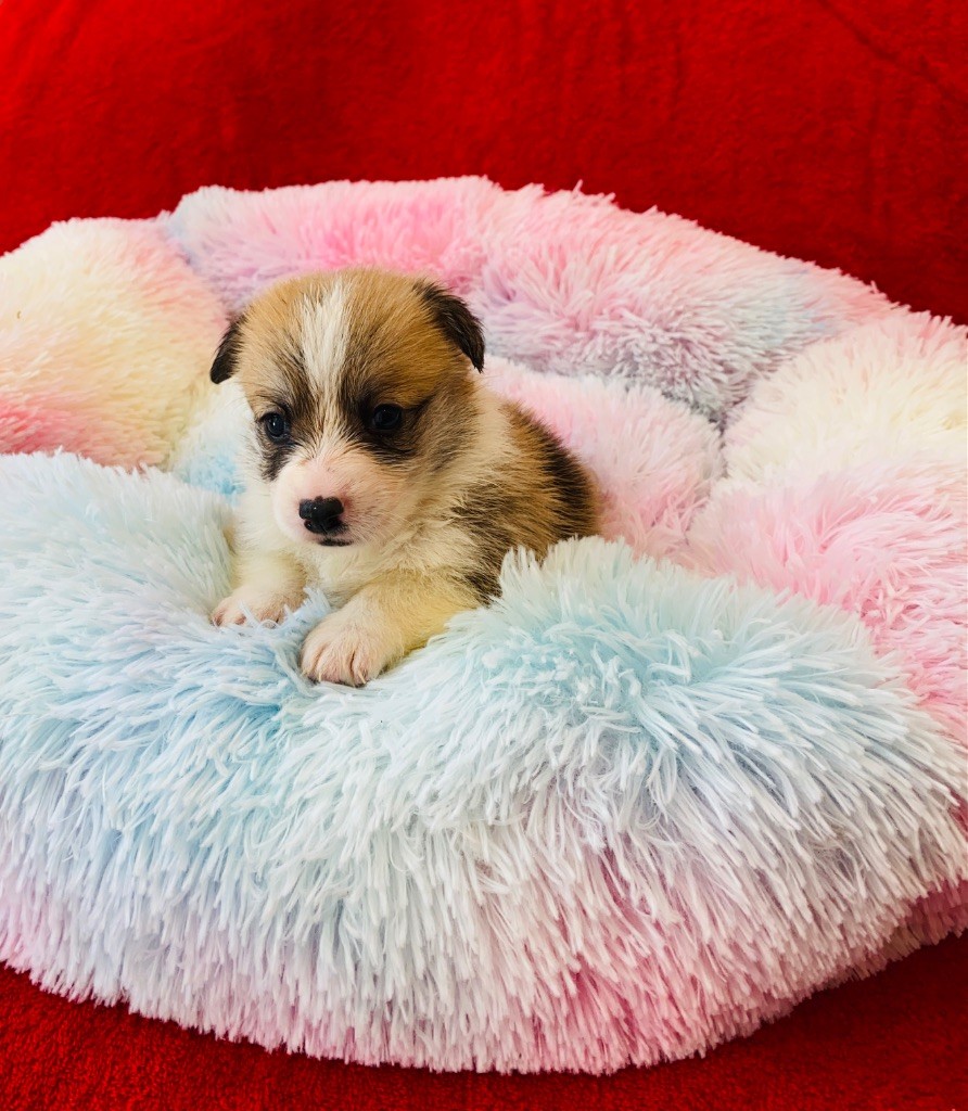 Du Royaume Des Acacias - Chiots disponibles - Welsh Corgi Pembroke
