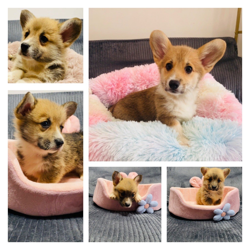 Du Royaume Des Acacias - Welsh Corgi Pembroke - Portée née le 01/06/2025