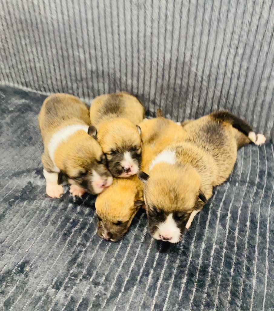 Du Royaume Des Acacias - Chiots disponibles - Welsh Corgi Pembroke