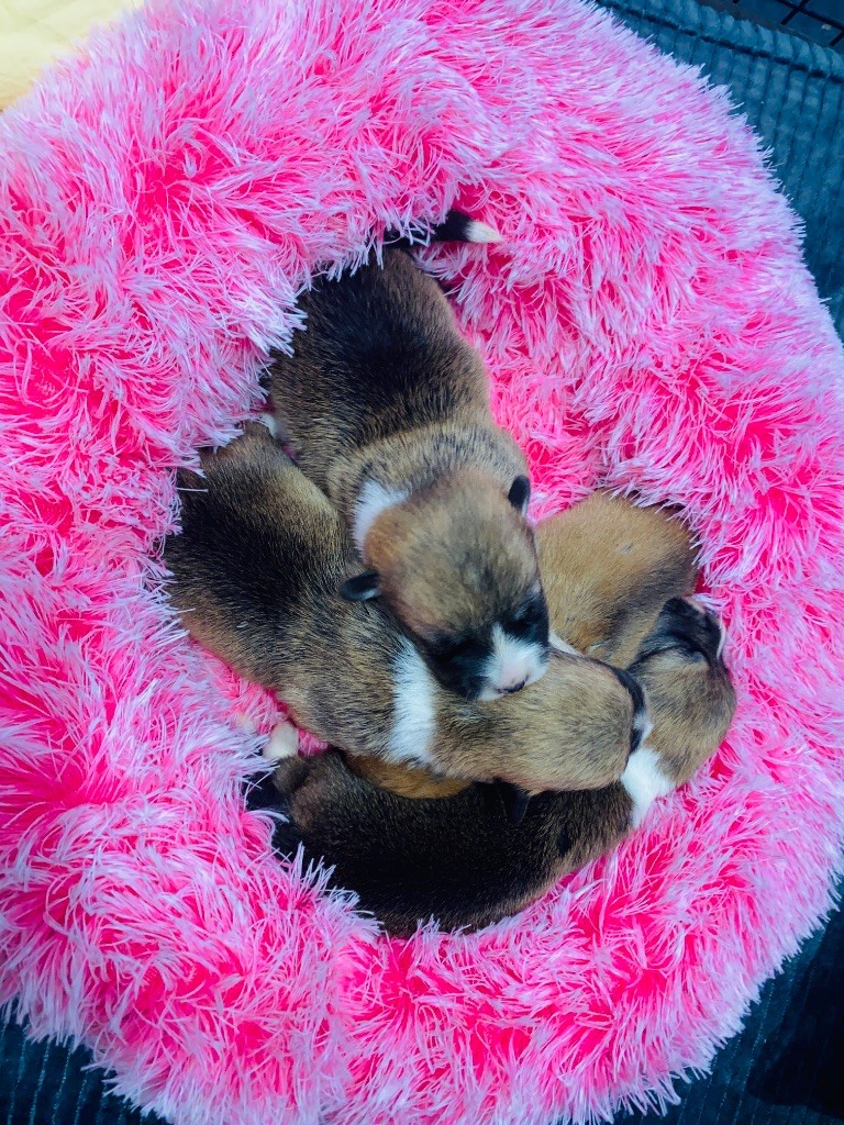 Du Royaume Des Acacias - Chiots disponibles - Welsh Corgi Pembroke