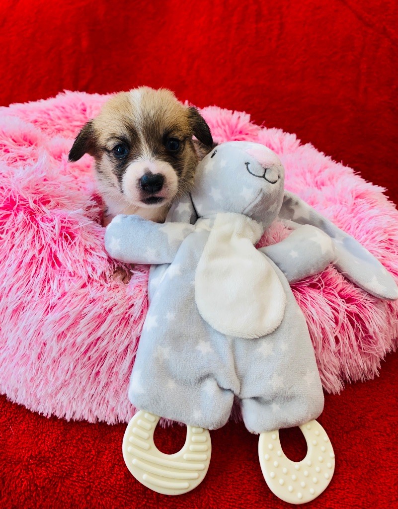 Du Royaume Des Acacias - Chiots disponibles - Welsh Corgi Pembroke