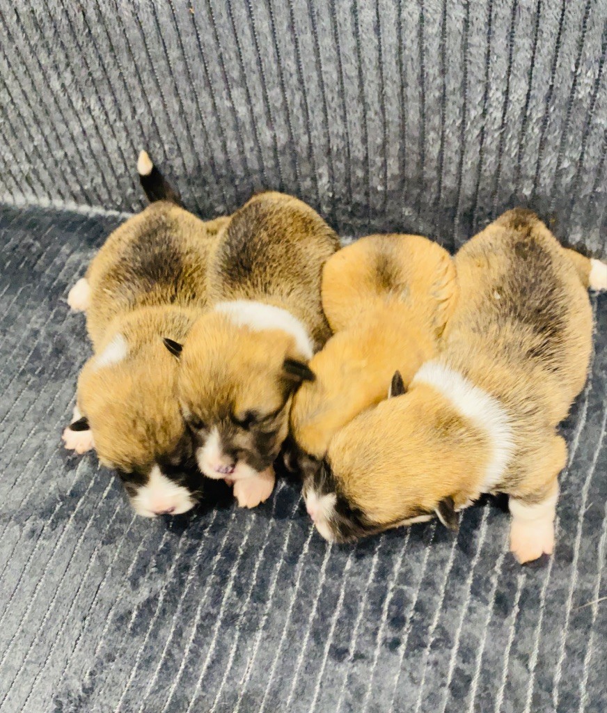 Du Royaume Des Acacias - Chiots disponibles - Welsh Corgi Pembroke