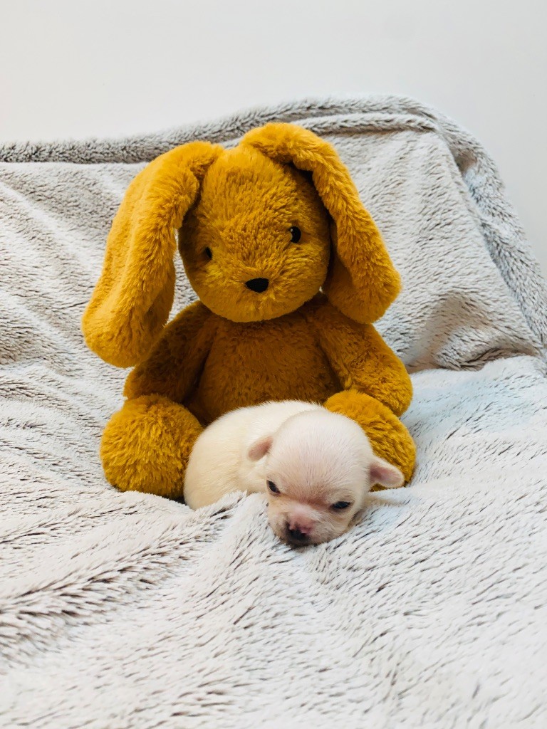 Du Royaume Des Acacias - Chiots disponibles - Chihuahua