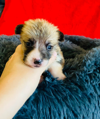 Atlas Du Royaume Des Acacias