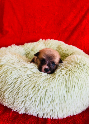 Arcko Du Royaume Des Acacias