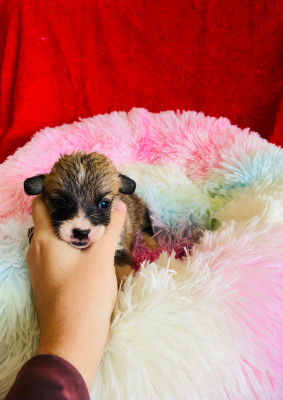 Aholly Du Royaume Des Acacias