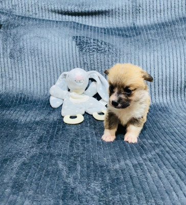 Arcko Du Royaume Des Acacias