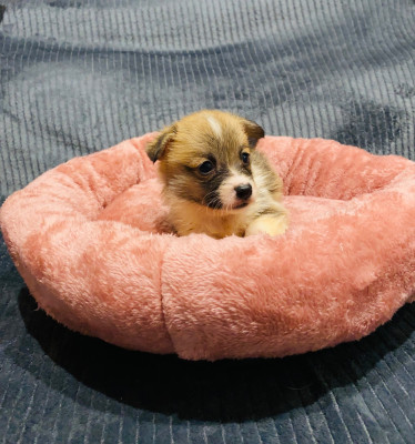 Aholly Du Royaume Des Acacias