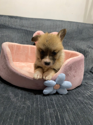 Athena Du Royaume Des Acacias