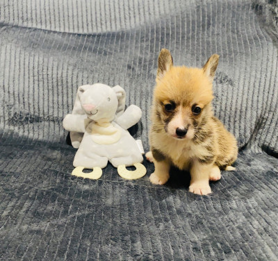 Atlas Du Royaume Des Acacias