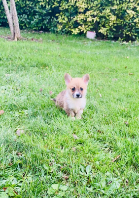 Arcko Du Royaume Des Acacias