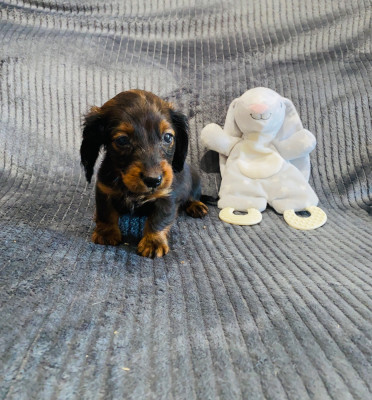Bob
