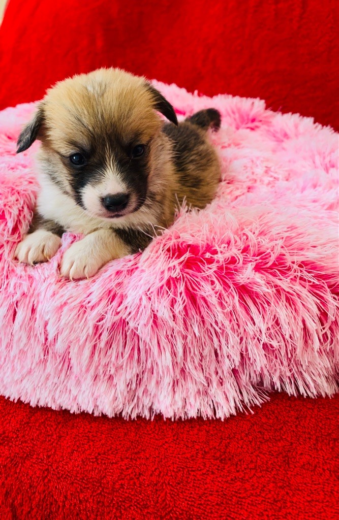 Du Royaume Des Acacias - Chiots disponibles - Welsh Corgi Pembroke