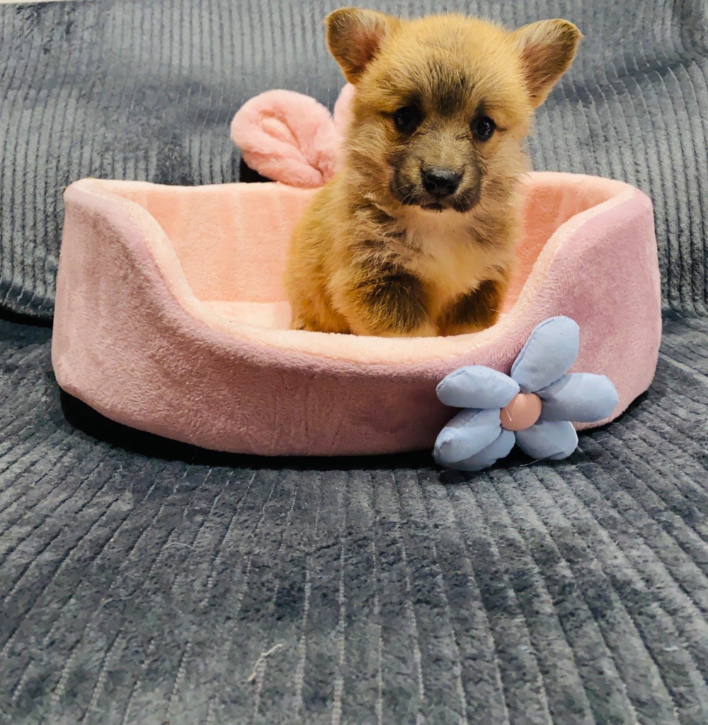 Du Royaume Des Acacias - Chiots disponibles - Welsh Corgi Pembroke