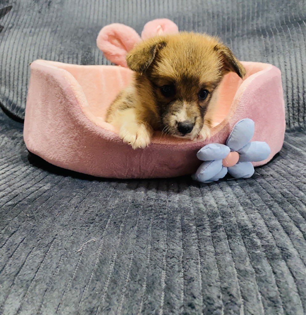 Du Royaume Des Acacias - Chiots disponibles - Welsh Corgi Pembroke