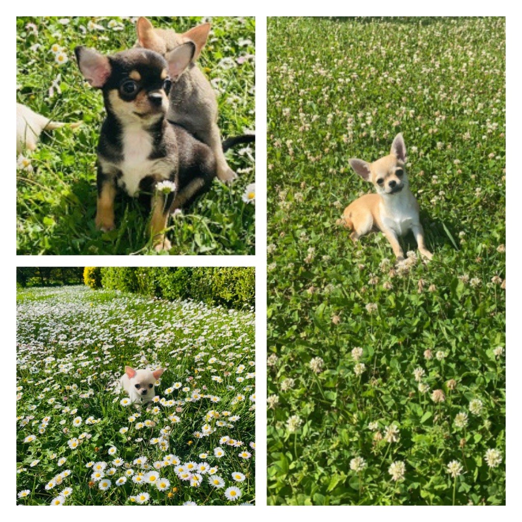 Du Royaume Des Acacias - Chihuahua - Portée née le 02/02/2025