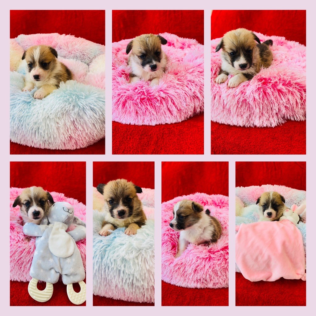 Chiot Welsh Corgi Pembroke Du Royaume Des Acacias