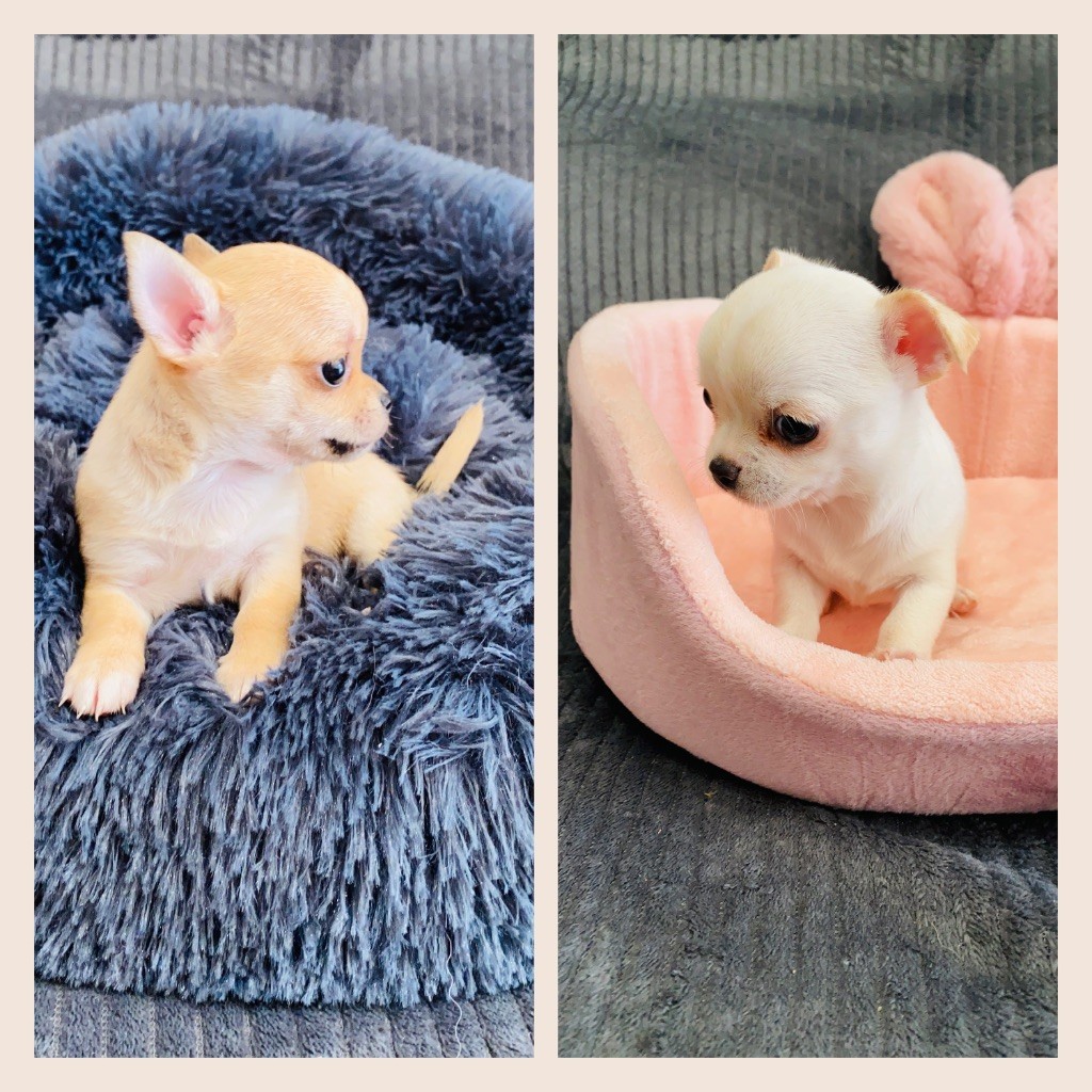 Chiot Chihuahua Du Royaume Des Acacias