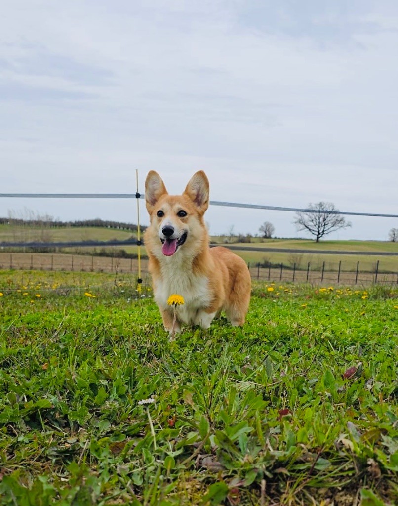 Du Royaume Des Acacias - Chiots disponibles - Welsh Corgi Pembroke